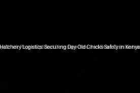 Tropical Hatchery Logistics: Securing Day-Old Chicks Safely in Kenya (Day 14)
