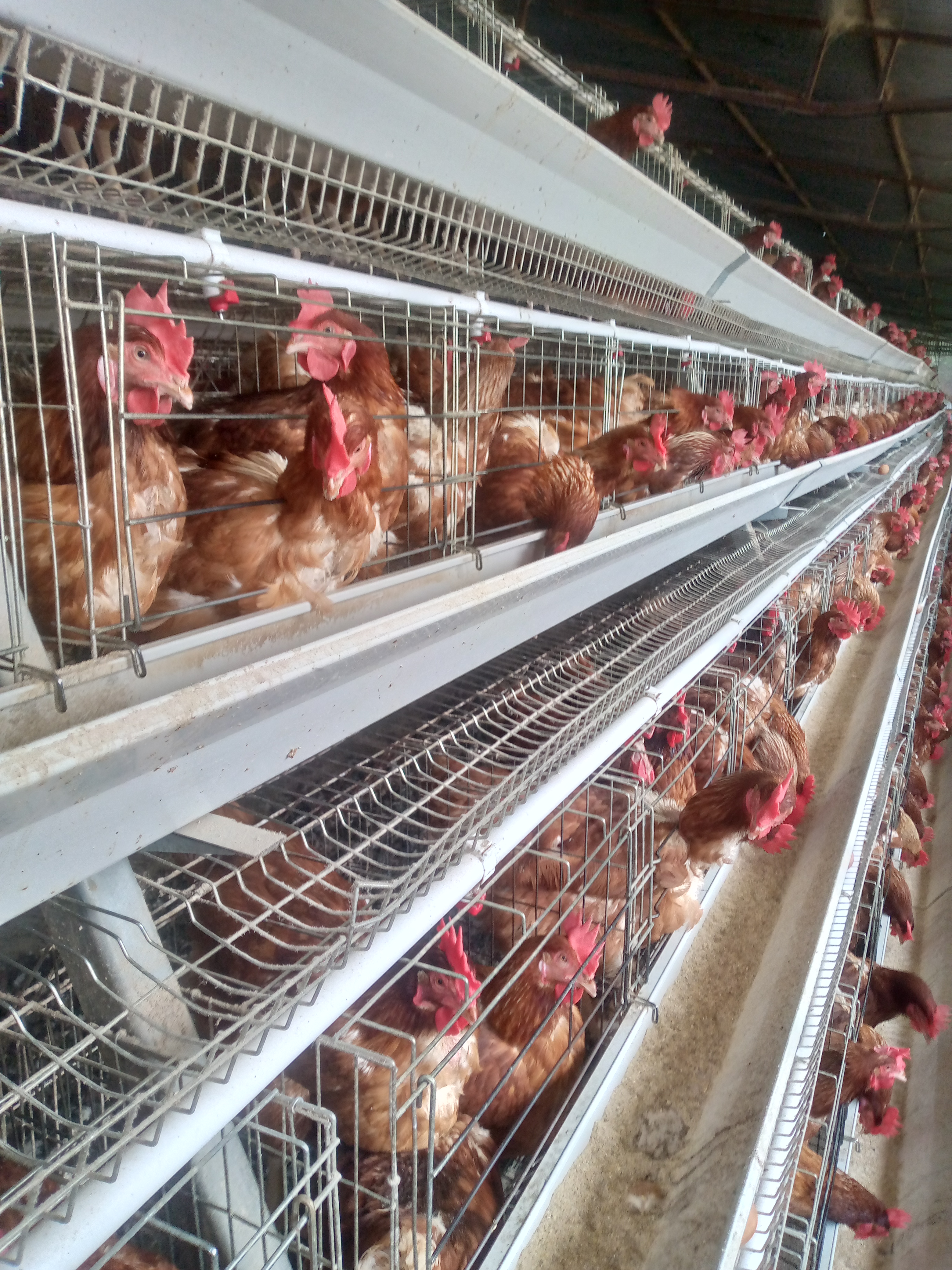 Healthy Flocks