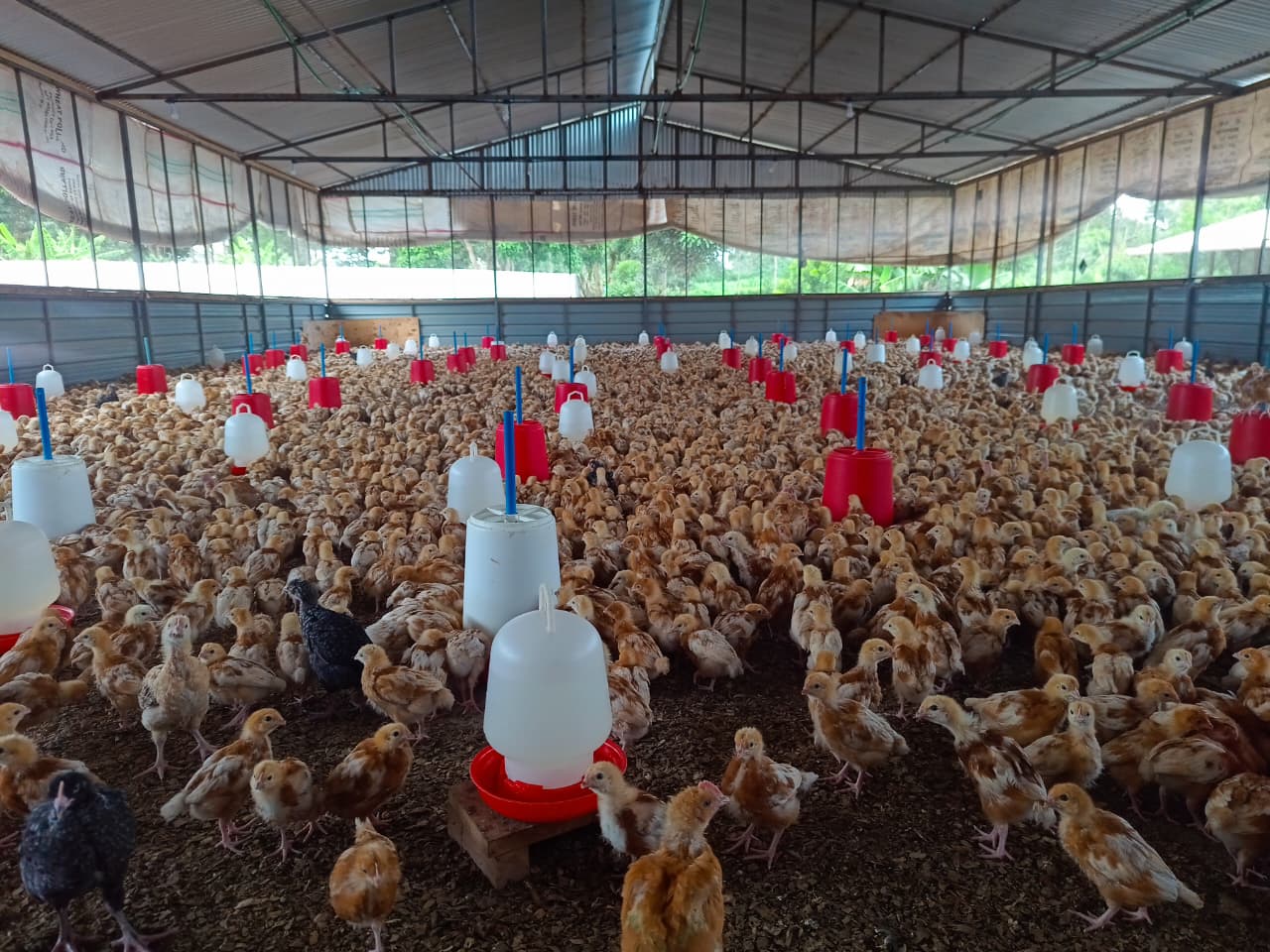 Ekstreme Poultry Farm