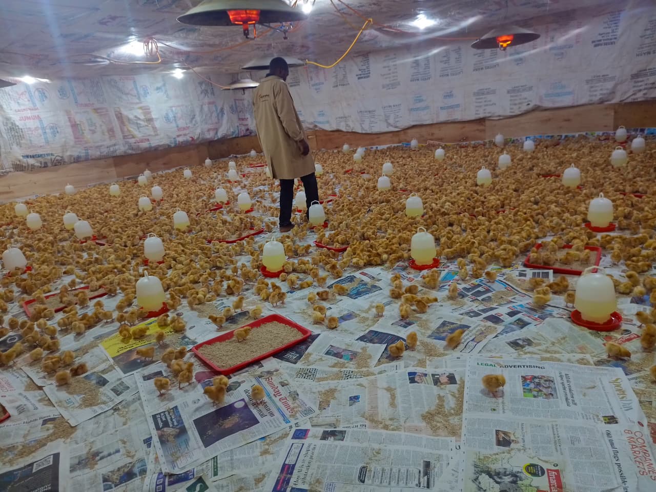 Quality Pullets