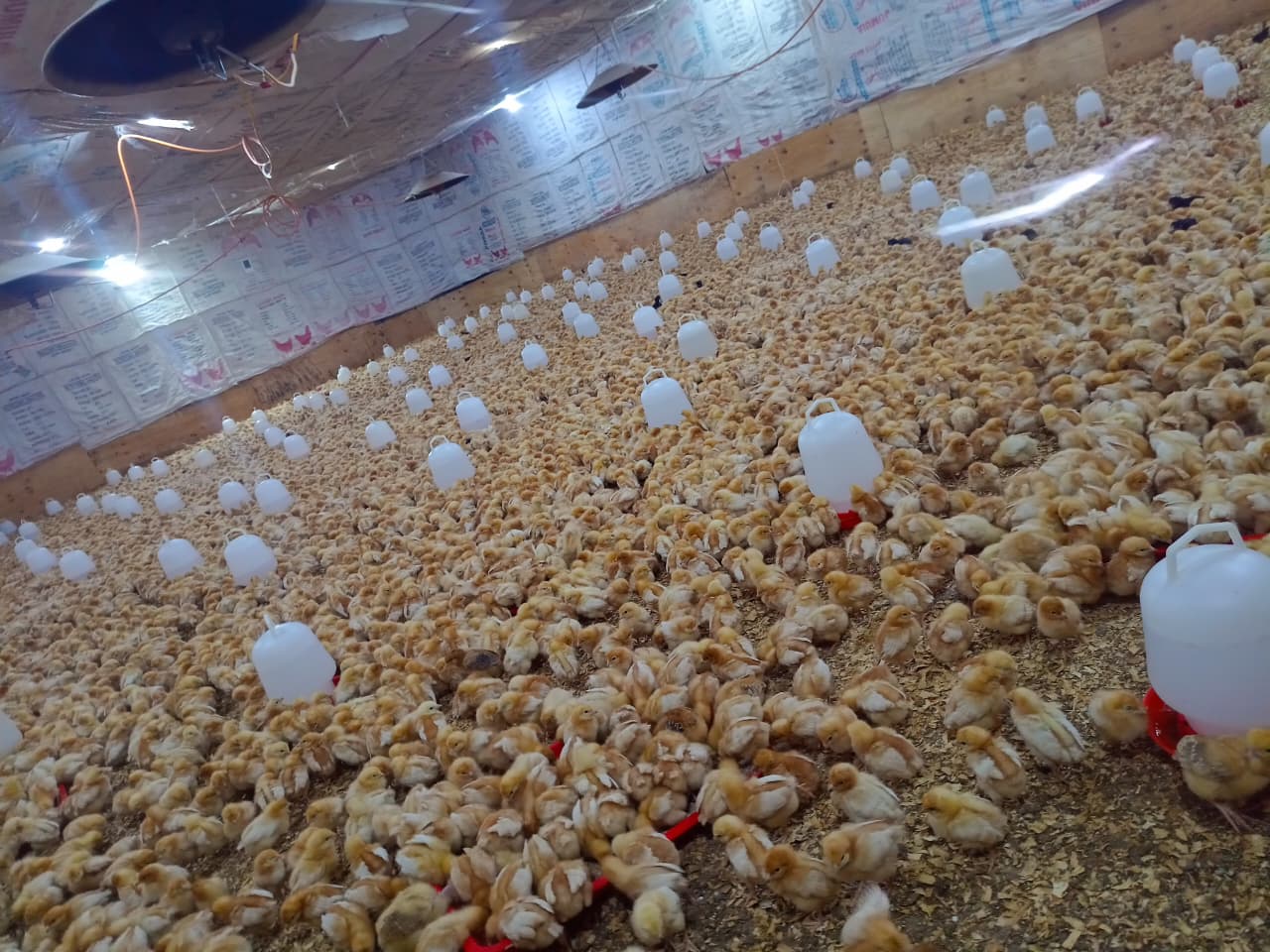 Hy-Line Brown Layer Hens