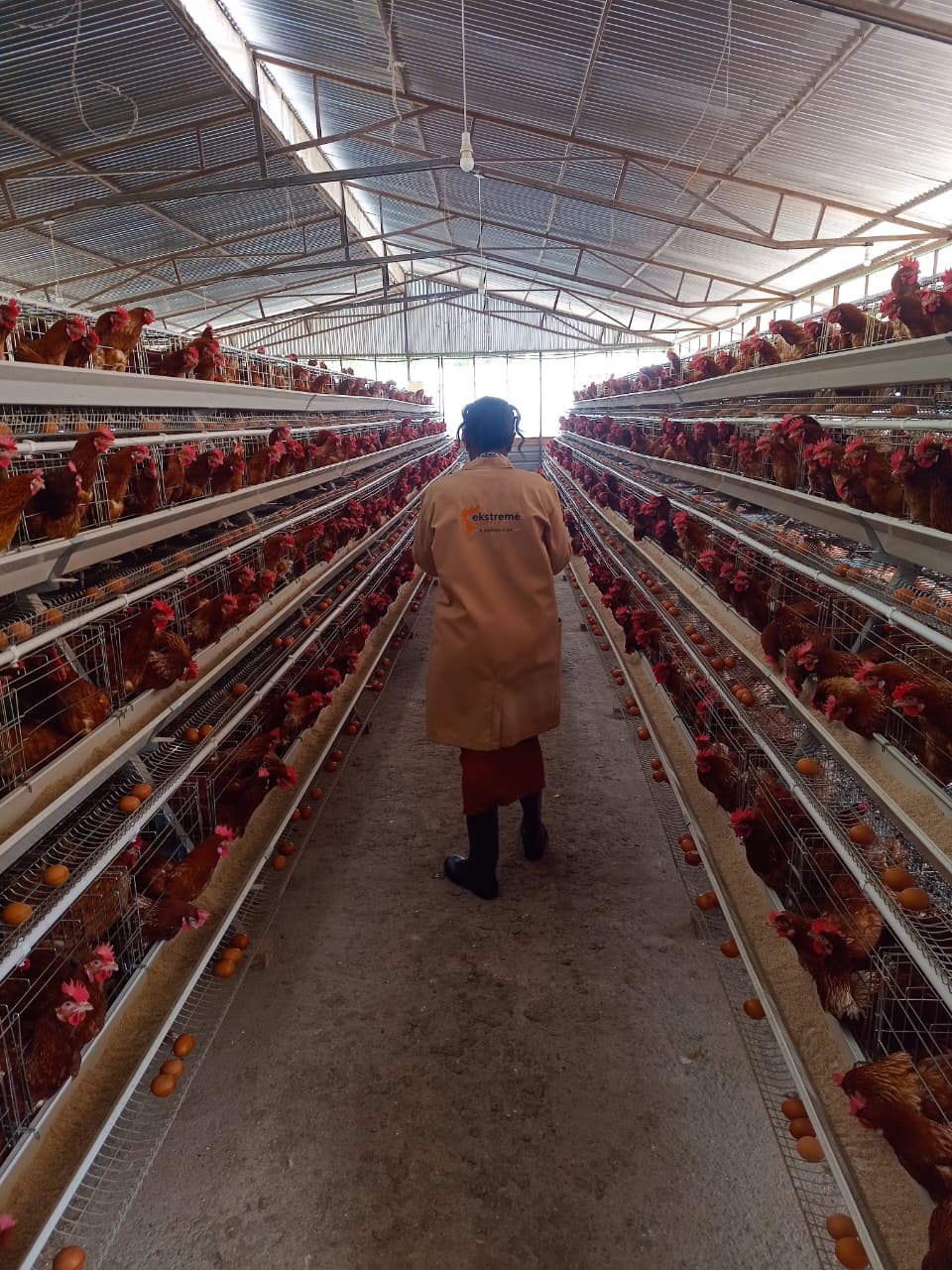 Worker handling eggs