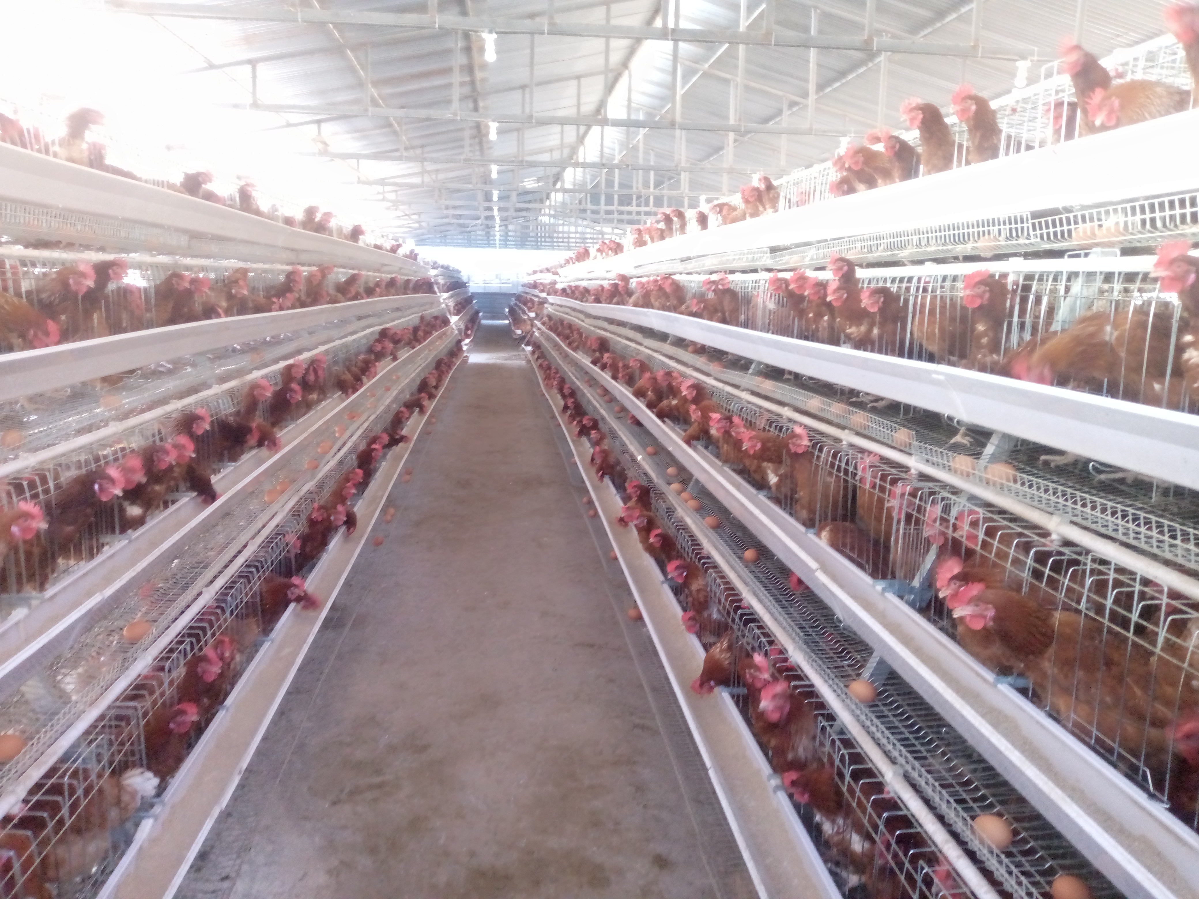 Poultry feed and farm operations in Nyeri
