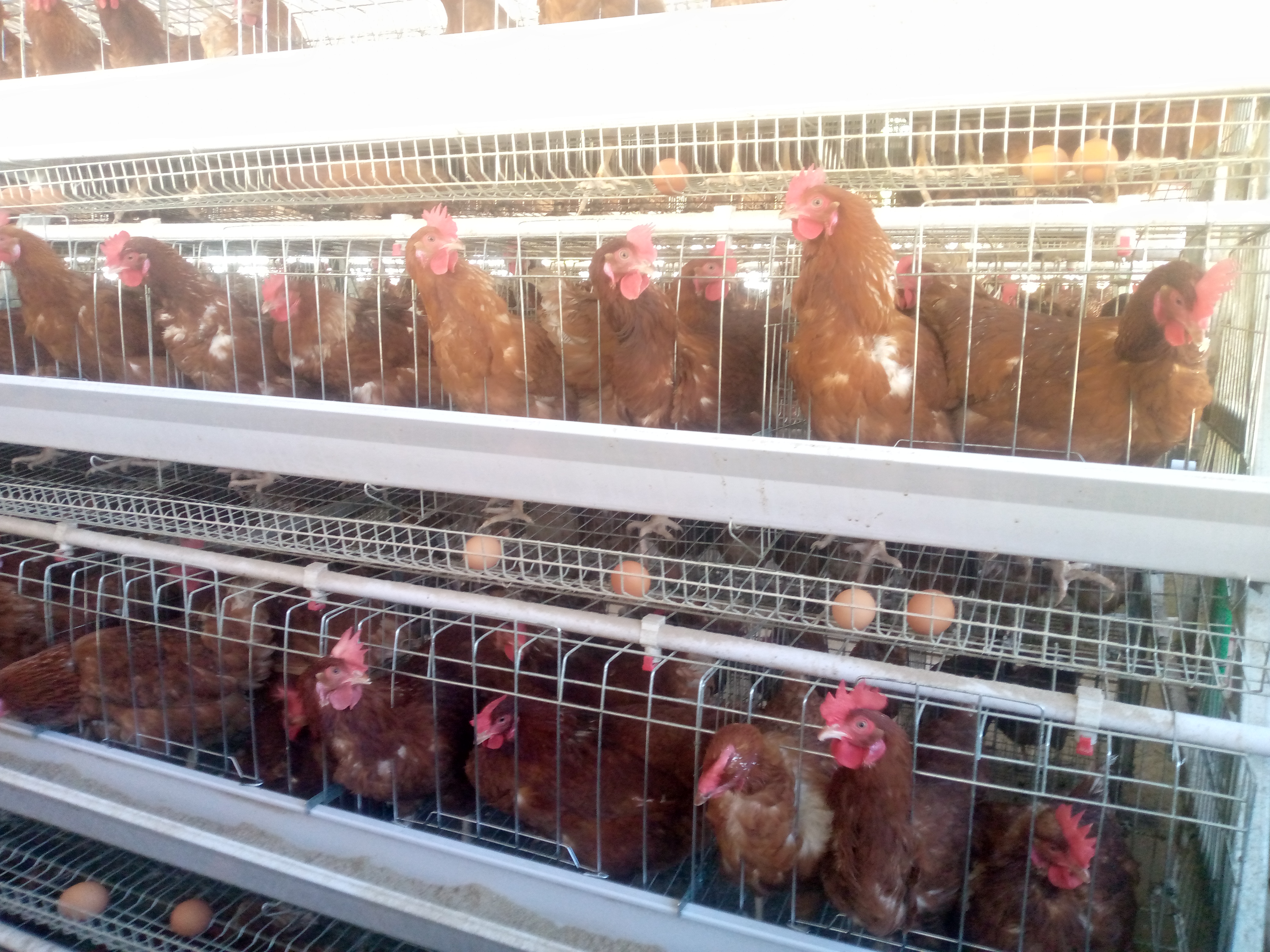 Farm worker on the daily routine at Ekstreme Poultry Farm