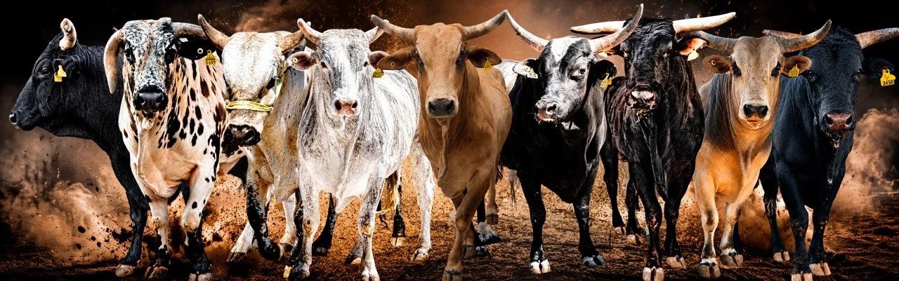 Bulls