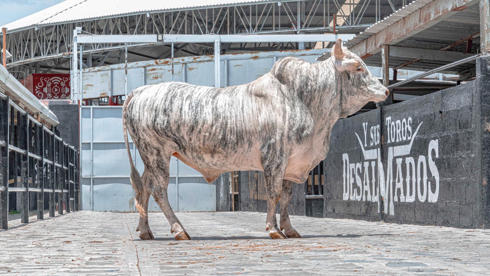 tigre blanco galeria 3