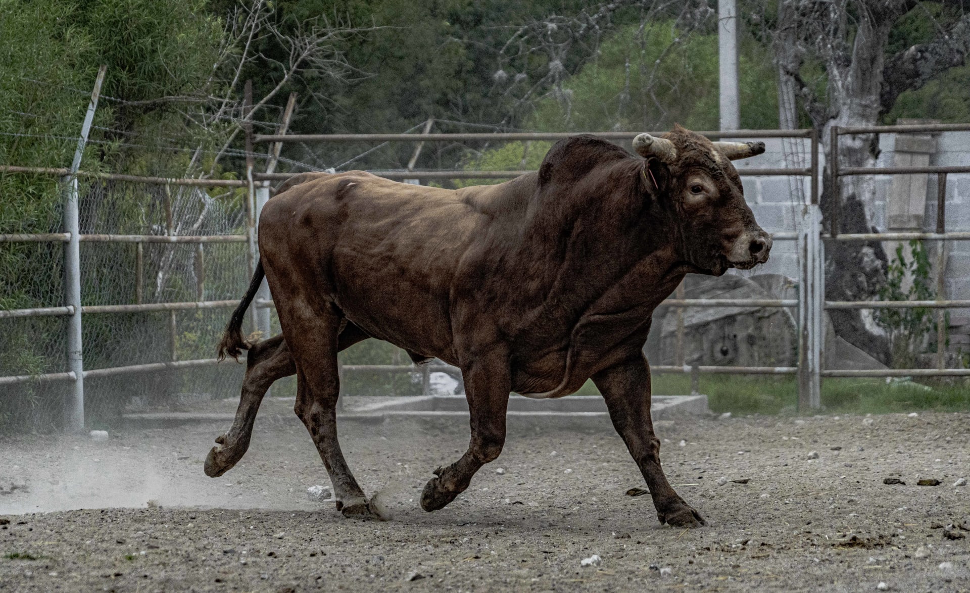 hombre en llamas galeria 4
