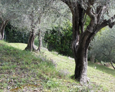Chambre d'Hôtes Villa des Oliviers | Estadia de 1 Noite