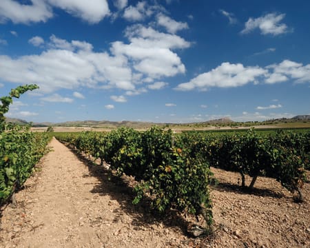 Bodegas Luzón | Petiscos Bodegas Luzón | Petiscos