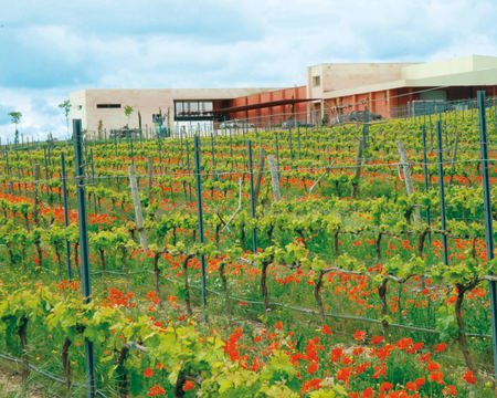 Bodegas Comenge | Petiscos Bodegas Comenge | Petiscos