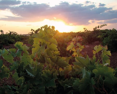 Bodegas y Viñedos Pedro García | Petiscos Bodegas y Viñedos Pedro García | Petiscos