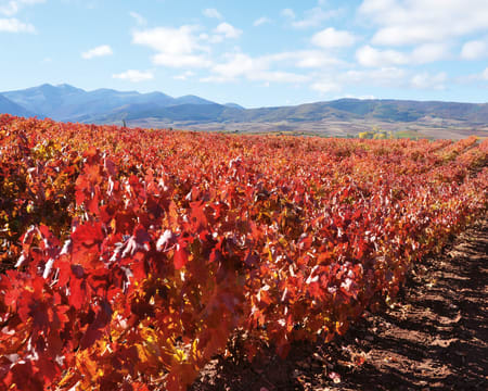 Bodegas David Moreno | Petiscos Bodegas David Moreno | Petiscos