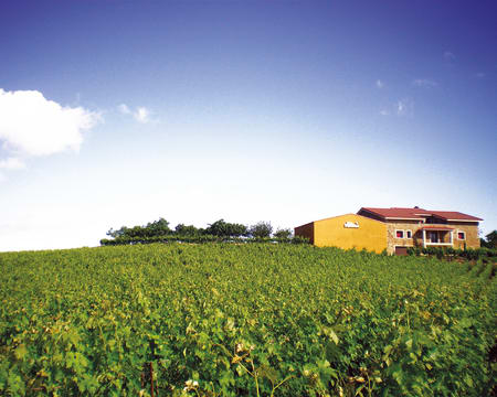 Bodega Viña Placentina | Petiscos Bodega Viña Placentina | Petiscos