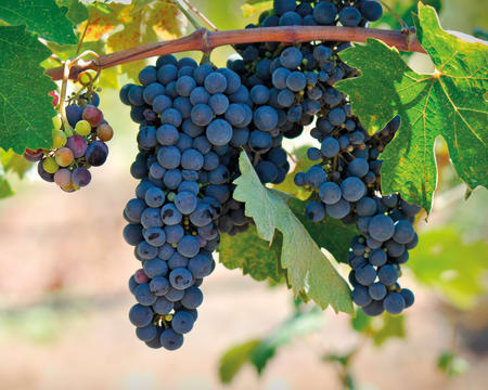 Bodegas Cvne Viña Real | Petiscos Bodegas Cvne Viña Real | Petiscos