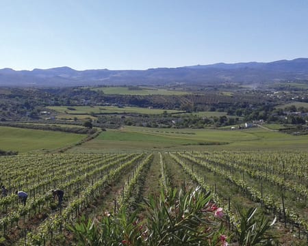 Bodegas Cortijo Morosanto | Petiscos Bodegas Cortijo Morosanto | Petiscos