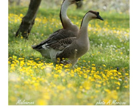 Agriturismo Malvarina