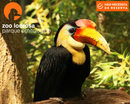 Zoo de Lourosa - Único Parque Ornitológico do País | Entrada de 2 Adultos + 2 Crianças Zoo de Lourosa - Único Parque Ornitológico do País | Entrada de 2 Adultos + 2 Crianças