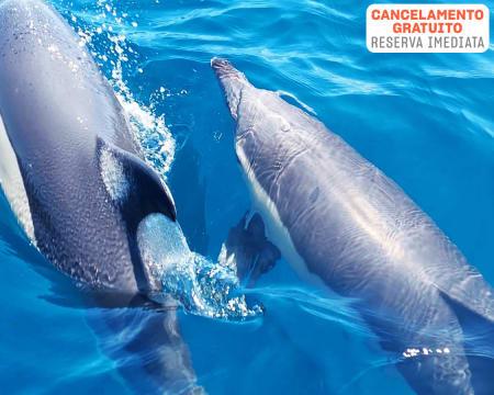 Batnavó | Observação de Golfinhos - 3 Horas | 2 Pessoas Batnavó | Observação de Golfinhos - 3 Horas | 2 Pessoas