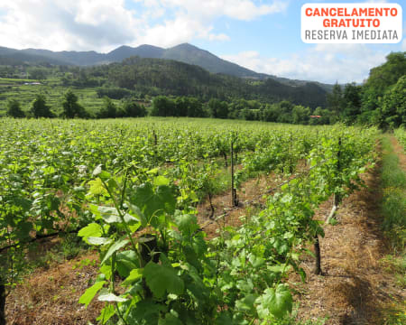 Casa Santa Eulália | Prova de Vinhos Sub-Região de Basto com Harmonização + Visita à Adega | 2 Adultos + 1 Criança Casa Santa Eulália | Prova de Vinhos Sub-Região de Basto com Harmonização + Visita à Adega | 2 Adultos + 1 Criança