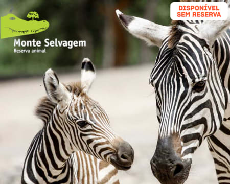 Monte Selvagem | 1 Dia Inteiro na Reserva Animal! Entrada Criança ou Adulto | Montemor-o-Novo