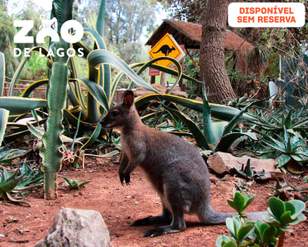 Zoo de Lagos | Aberto Todo o Ano! Entrada de Criança ou Adulto