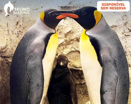 Selwo Marina - Málaga | Viagem à Vida Marinha em Família nas Férias no Sul de Espanha!