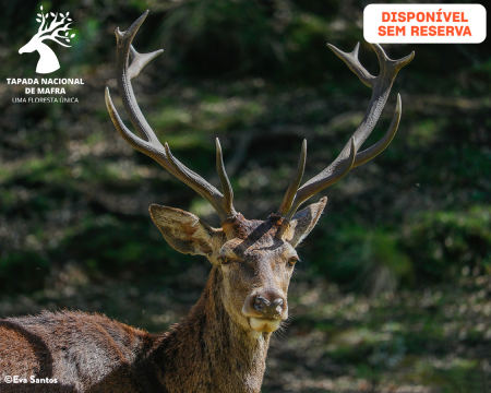 Percurso Pedestre na Tapada Nacional de Mafra | Conheça a Floresta Encantada e os Seus Animais!