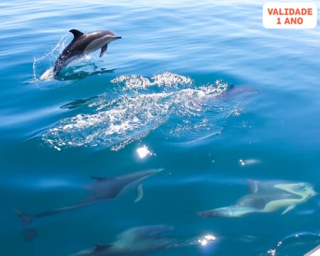 Passeio de Barco pela Costa Algarvia com Observação Golfinhos - 2 Horas | Loulé