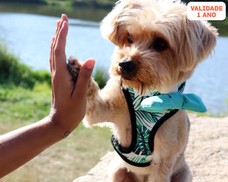 Sessão Fotográfica com Animal de Estimação c/ Opção Bolo Anos | 4 Locais à Escolha no Norte