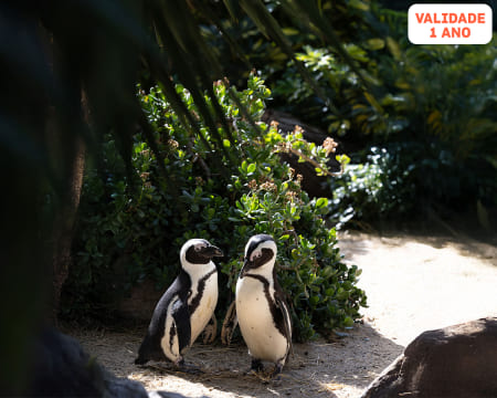 Dia dos Namorados em Lisboa: Jardim Zoológico | Descubra o Reino Animal a Dois