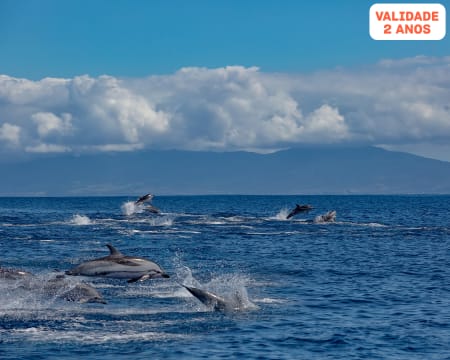 Ocean Safari: Passeio de Barco em São Miguel c/ Observação de Vida Marinha Selvagem - 4 Horas | Criança e Adulto Ocean Safari: Passeio de Barco em São Miguel c/ Observação de Vida Marinha Selvagem - 4 Horas | Criança e Adulto