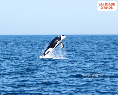 Passeio de Barco com Observação de Baleias na Costa do Algarve | 3h - Cape Cruiser