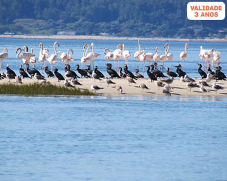 Observação de Aves na Reserva Natural do Estuário do Sado para Dois | Setúbal