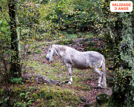 Tour Sentir o Gerês a Dois com Piquenique | 1 Dia de Emoções Indescritíveis!