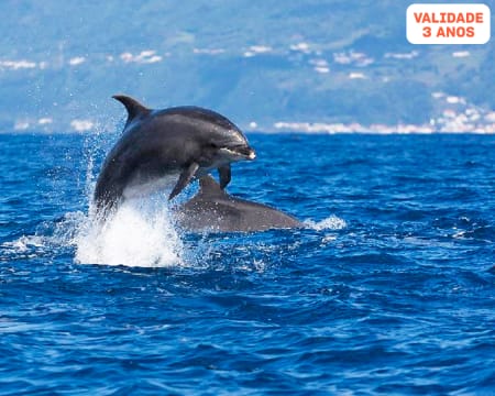 Observação de Golfinhos e Baleias na Ilha do Pico - 1 ou 2 Pessoas | Aqua Açores