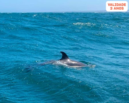 Safari aos Golfinhos na Nazaré | Passeio em Família de 3h | Atlantic Safaris