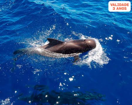 Passeio de Barco com Observação de Golfinhos na Madeira | Ventura Nature Emotions