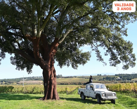 Visita Guiada e Prova de Vinhos Premium e Petiscos de Autor a Dois | Casa de Santar - Nelas