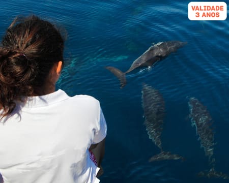 Passeio de Barco na Arrábida com Observação de Golfinhos | 2 Horas | Wind