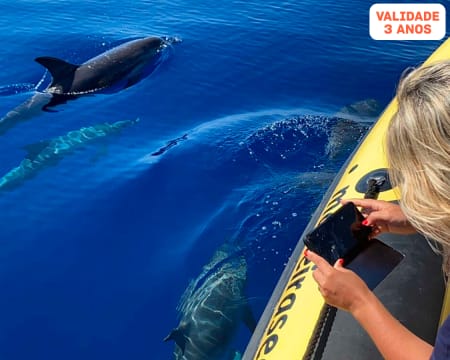 Passeio de Barco para Observação de Baleias e Golfinhos | Madeira Sea Emotions - Caniçal