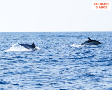 Passeio de Barco na Ria Formosa c/ Observação de Golfinhos ou Cavalos Marinhos | Férias no Algarve!