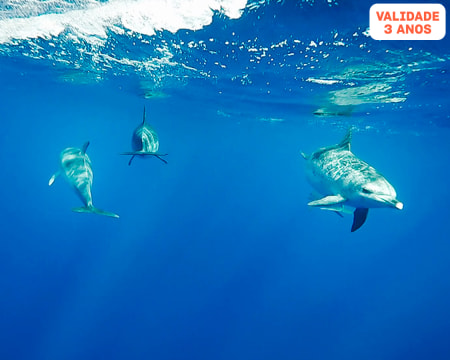 A Magia de Nadar com Golfinhos - 1 ou 2 Pessoas | Picos de Aventura - Ponta Delgada