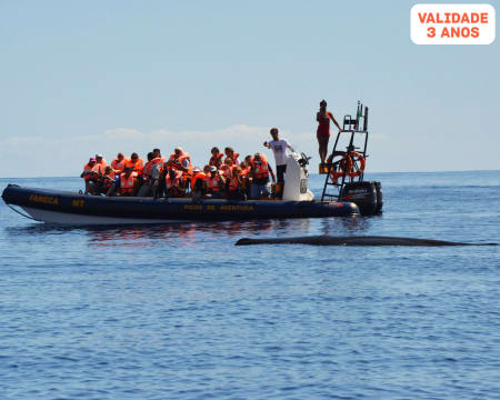 Observação de Baleias e Golfinhos nos Açores - 1 ou 2 Pessoas | Picos de Aventura - Ponta Delgada