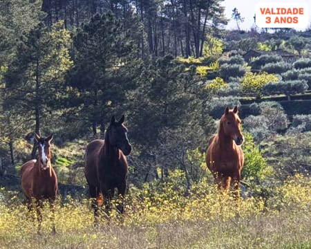 Baptismo Cavalo p/ Adulto ou Baptismo Pónei p/ Criança + Visita à Herdade | 1 ou 2 Pessoas | Mêda