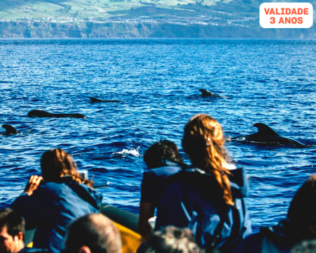 Observação de Baleias e Golfinhos nos Açores | 3 Horas | Terra Azul - São Miguel