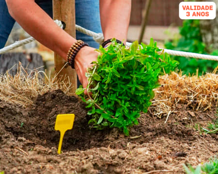 Workshop de Horta Biológica - 3h | 1 ou 2 Pessoas | Sintra