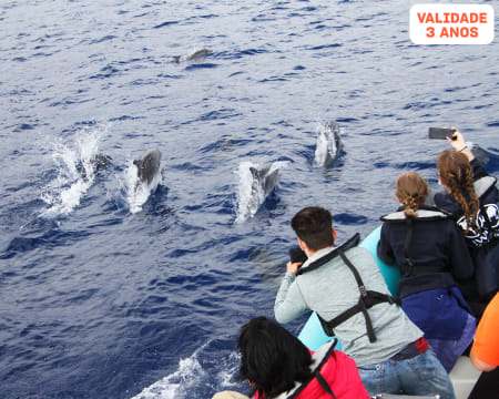 Passeio de Barco para Observação Baleias e Golfinhos na Madeira | H2O Madeira - Calheta