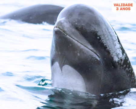 Cruzeiro Panorâmico de Catamarã para Observar Golfinhos no Oceano Atlântico | Praça do Comércio