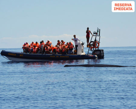 Observação de Baleias e Golfinhos nos Açores! Bilhete Criança ou Adulto | Picos de Aventura - Ponta Delgada