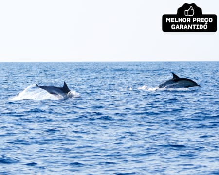 Passeio de Barco na Ria Formosa c/ Observação de Golfinhos ou Cavalos Marinhos | Férias no Algarve!